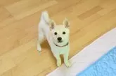 柴犬(標準サイズ)【愛媛県・女の子・2025年6月17日・淡赤】の写真3