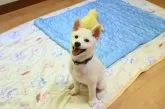 柴犬(標準サイズ)【愛媛県・男の子・2025年6月17日・白】の写真8