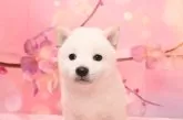 柴犬(標準サイズ)【愛媛県・男の子・2025年3月3日・白】の写真2