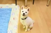 柴犬(標準サイズ)【愛媛県・男の子・2025年6月17日・白】の写真6
