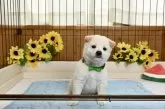 柴犬(標準サイズ)【愛媛県・男の子・2025年6月17日・白】の写真9
