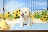 柴犬(標準サイズ)【愛媛県・男の子・2025年5月22日・白】の写真6