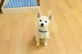 柴犬(標準サイズ)【愛媛県・男の子・2025年6月17日・白】の写真6