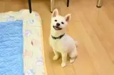 柴犬(標準サイズ)【愛媛県・男の子・2025年6月17日・白】の写真7