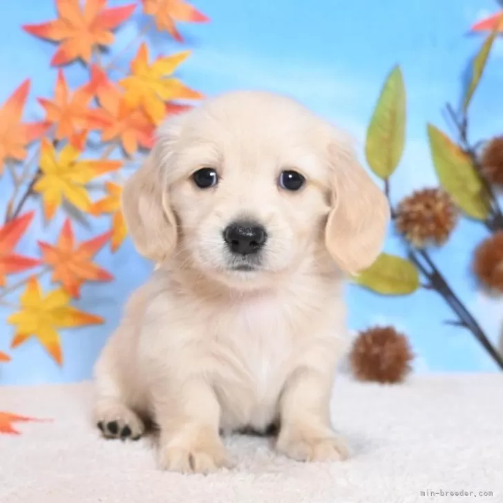 ID:2411-00112の子犬