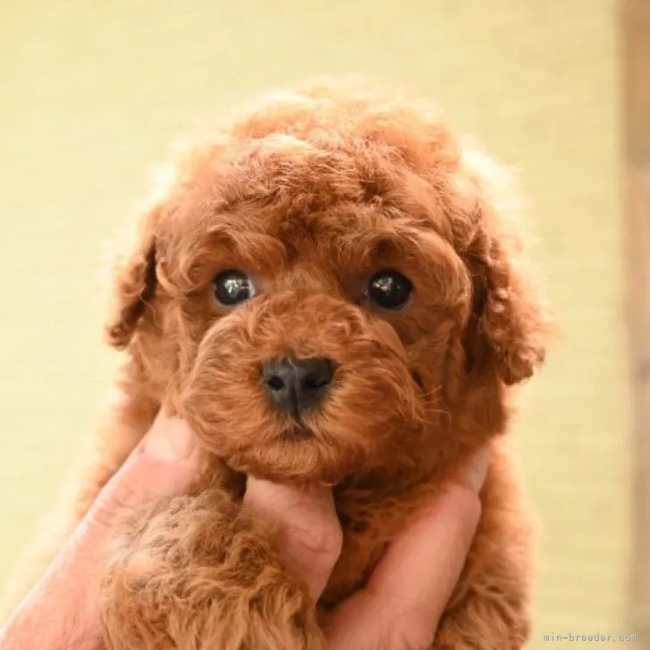 Y.S 様のお迎えした子犬