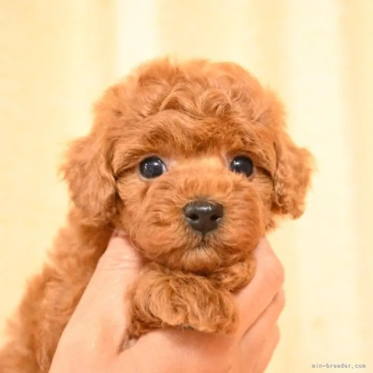 T.T 様のお迎えした子犬