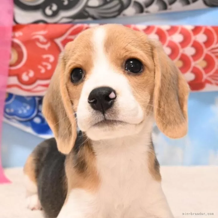 ルル 様のお迎えした子犬