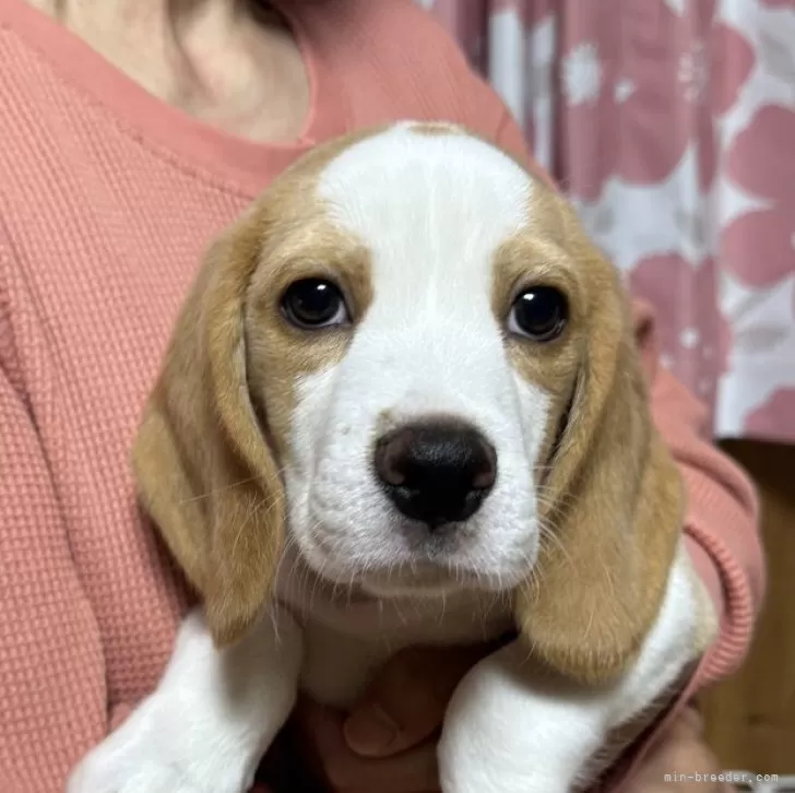 みつ 様のお迎えした子犬