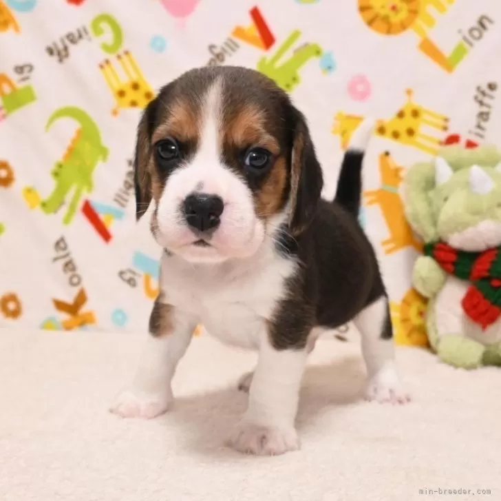 ひまひこ 様のお迎えした子犬