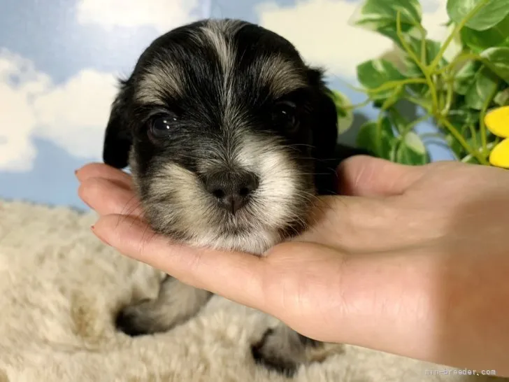 ID：2112-01770の子犬