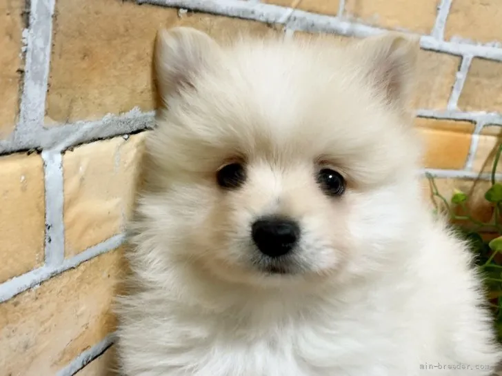 ID:2111-03275の子犬