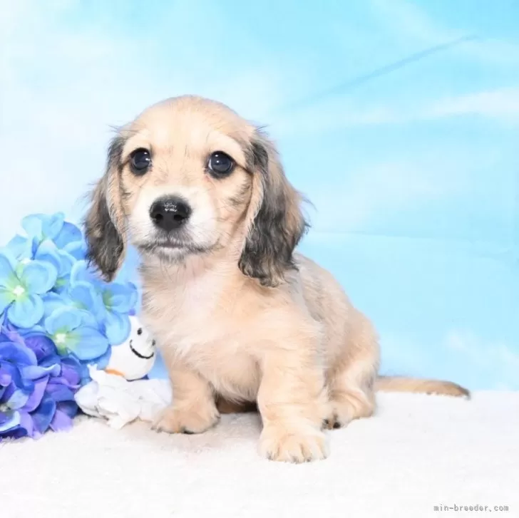 coco 様のお迎えした子犬