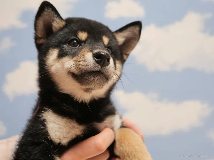 ID:2201-04125の子犬