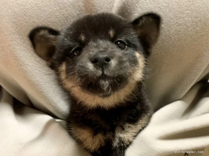 ID：2110-03292の子犬