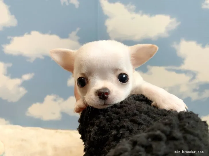 ID：2112-02220の子犬