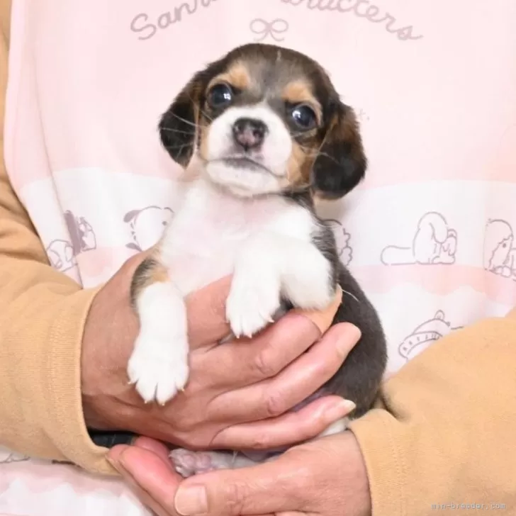 光太 様のお迎えした子犬