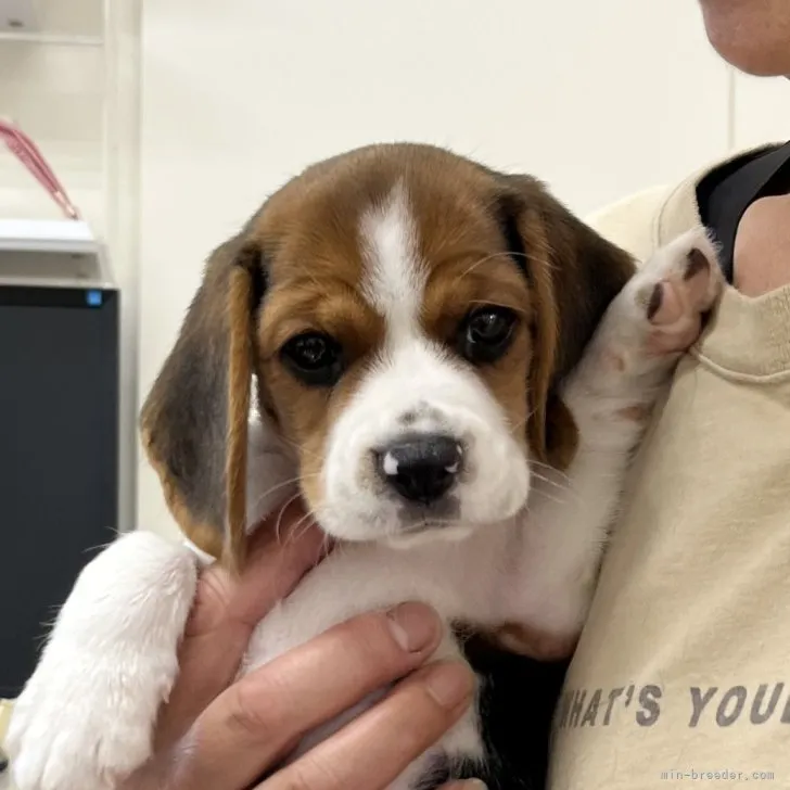 虎太郎 様のお迎えした子犬