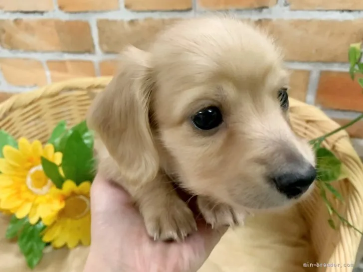 ID：2111-02333の子犬