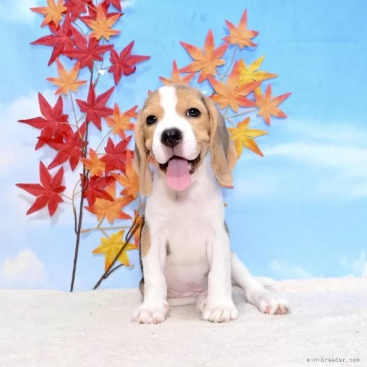ID：2408-03699の子犬