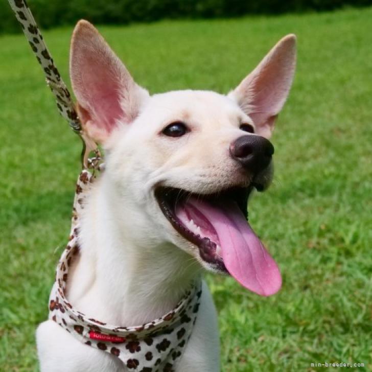 日向犬 愛媛県 女の子 22年5月16日 クリーム 9 30掲載終了になります みんなのブリーダー 子犬id 26 016