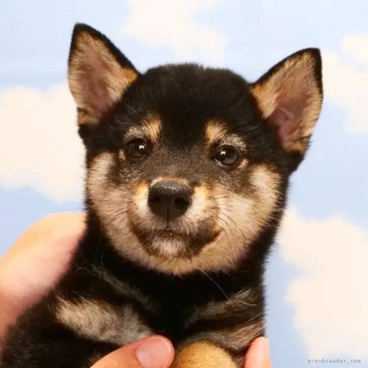 Y.M 様のお迎えした子犬