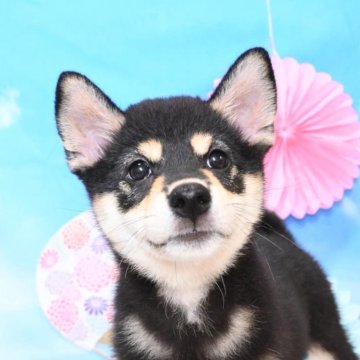 柴犬(標準サイズ)【愛媛県・女の子・2024年5月12日・黒】の写真「とっても美人ちゃんです💕✨」