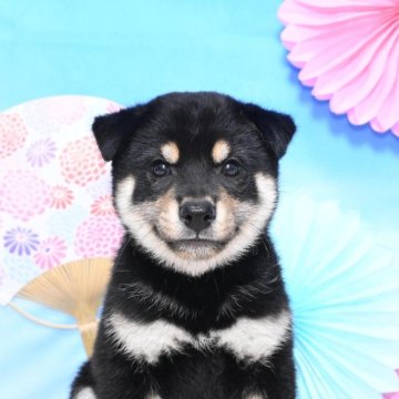 柴犬(標準サイズ)【愛媛県・男の子・2024年6月12日・黒】の写真「見学予約確定」