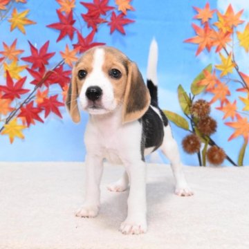 ビーグル【愛媛県・女の子・2024年7月13日・ブラックタン&ホワイト】の写真「小柄なかわい子ちゃん🐶❤️」