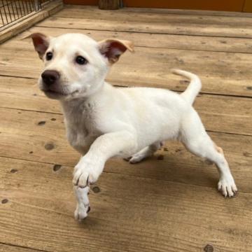 日向犬【愛媛県・女の子・2022年5月16日・クリーム】の写真「9/30掲載終了いたします😊」