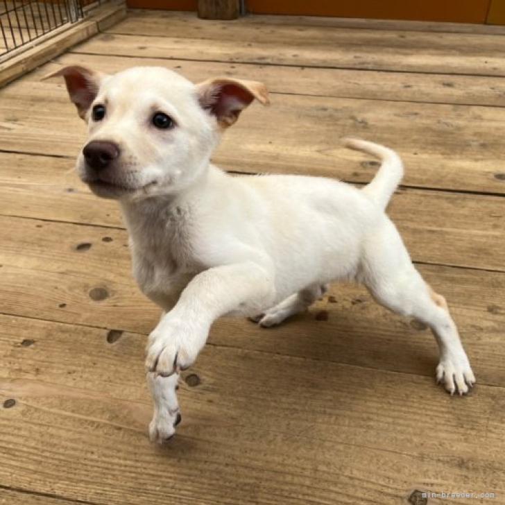 日向犬 愛媛県 女の子 22年5月16日 クリーム 9 30掲載終了いたします みんなのブリーダー 子犬id 26 018