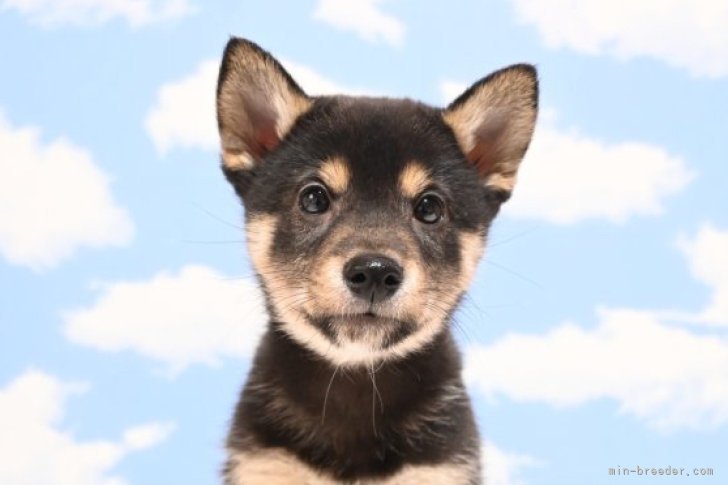 約、生後6ヶ月のオスの黒の柴犬です。里親に成ってくれる