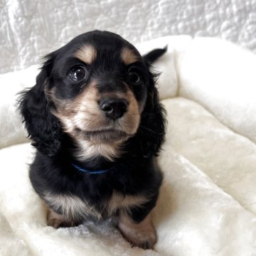 希少レア ハローキティ お散歩 ぬいぐるみ 犬 ダックスフンド