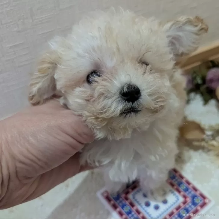 K.M 様のお迎えした子犬