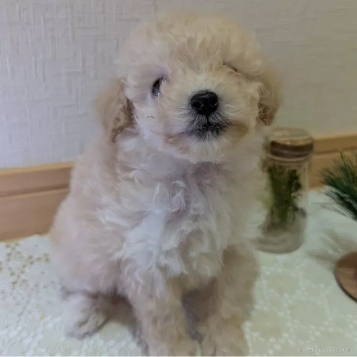 ID:2412-00465の子犬