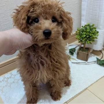 トイプードル(タイニー)【広島県・男の子・2024年7月10日・レッド】の写真「いっぱいいっぱい元気やんちゃなBoy」