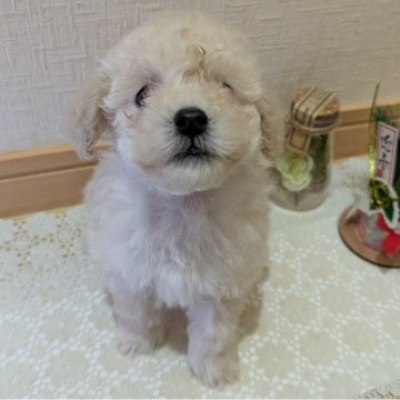トイプードル(トイ)【広島県・女の子・2024年11月13日・ホワイト&クリーム】の写真「母犬にそっくりな仔犬ちゃん」
