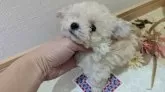 ティーカッププードル【広島県・女の子・2024年11月13日・クリーム】の写真9