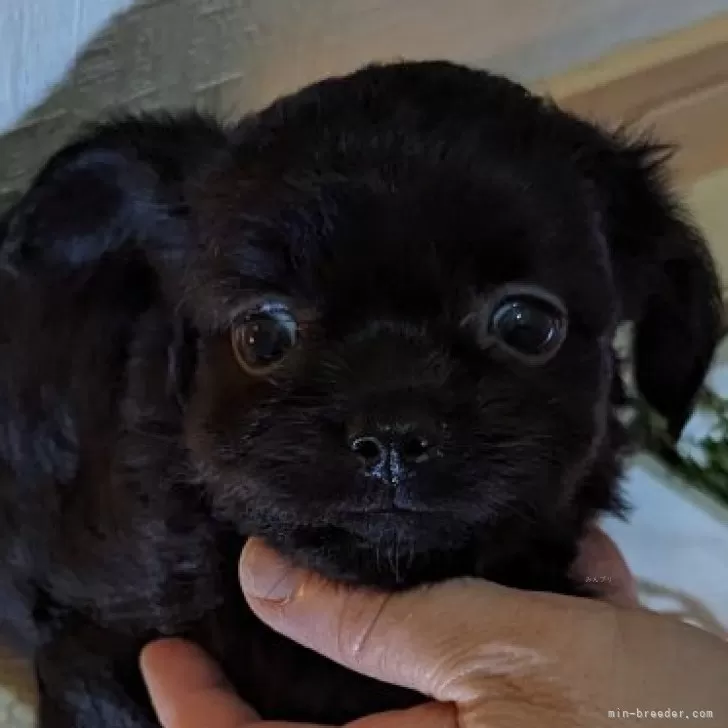 yuu 様のお迎えした子犬