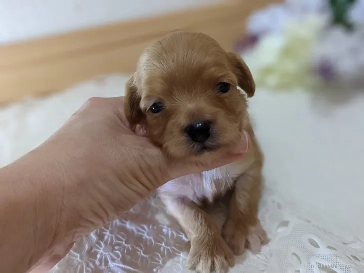 ID：2108-03592の子犬