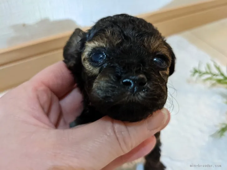 ID:2105-03394の子犬