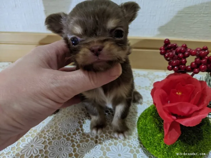 GI 様のお迎えした子犬