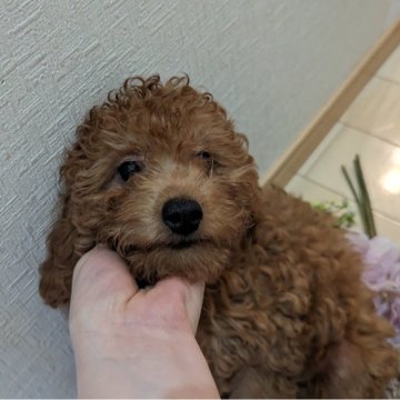 トイプードル(トイ)【広島県・男の子・2023年12月10日・アプリコット】の写真「ふっくら体型の安心仔犬くん、、、(⁠≧⁠▽⁠≦⁠)」