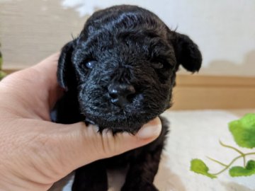 トイプードル(ティーカップ)【広島県・女の子・2021年5月9日・ブラック】の写真「眠たがり姫　いつでも眠い💤仔犬ちゃん」