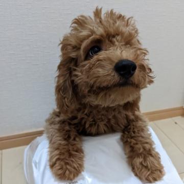 トイプードル(トイ)【広島県・男の子・2022年5月14日・レッド】の写真「頼りがいある仔犬君」