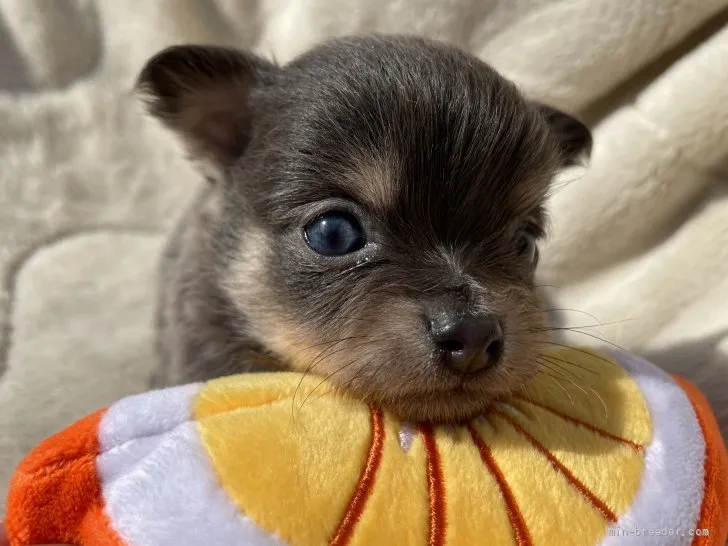 ID：2111-02407の子犬