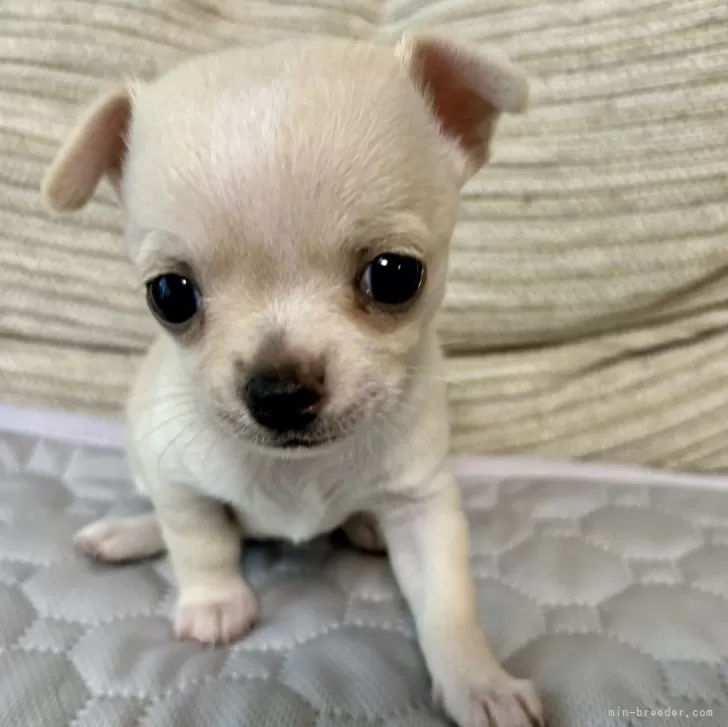 ID:2407-01478の子犬