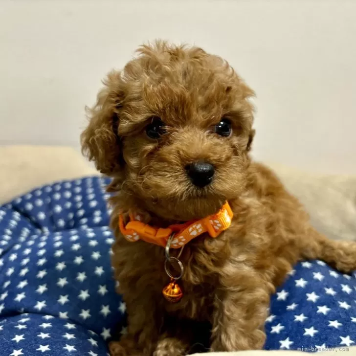 ID：2409-00463の子犬