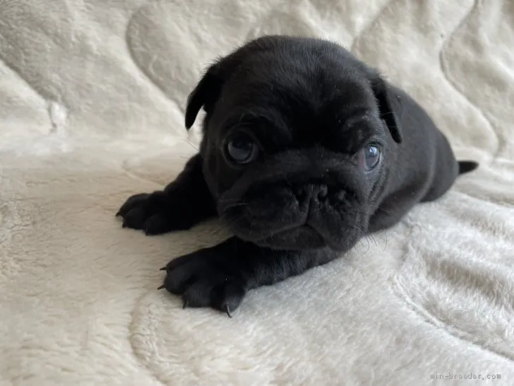 チロルチョコ 様のお迎えした子犬