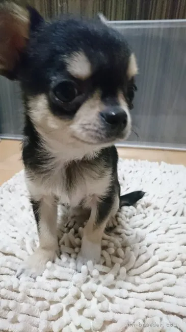 ID:1912-02071の子犬